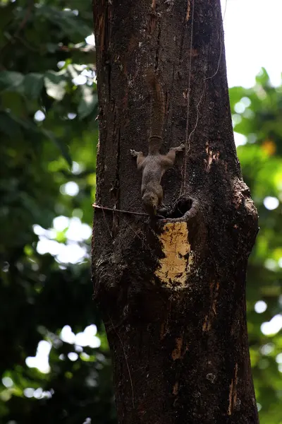 Ağaçtaki sincap, yaklaş.