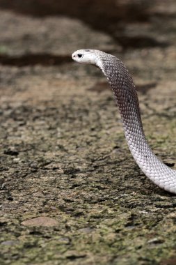 Hayvanat bahçesindeki tehlikeli kobra, kapat.