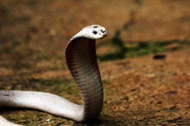 Hayvanat bahçesindeki tehlikeli kobra, kapat.