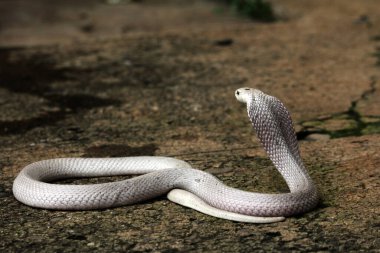 Hayvanat bahçesindeki tehlikeli kobra, kapat.