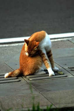 Şirin kedi sokakta kendini tımar ediyor.