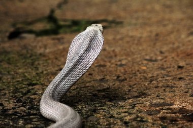Hayvanat bahçesindeki tehlikeli kobra, kapat.