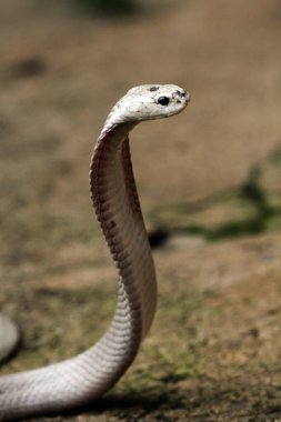Hayvanat bahçesindeki tehlikeli kobra, kapat.