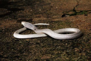 Hayvanat bahçesindeki tehlikeli kobra, kapat.