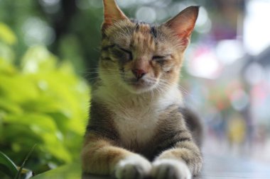 Caddedeki şirin kedi, kapat.