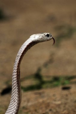 Hayvanat bahçesindeki tehlikeli kobra, kapat.