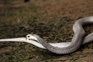Hayvanat bahçesindeki tehlikeli kobra, kapat.