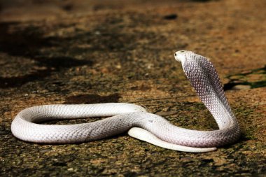 Hayvanat bahçesindeki tehlikeli kobra, kapat.