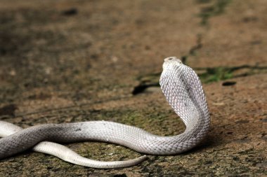 Hayvanat bahçesindeki tehlikeli kobra, kapat.