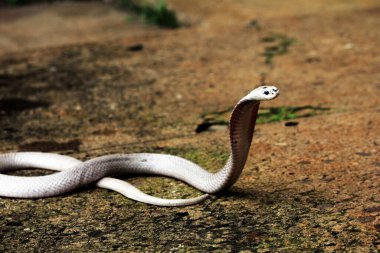 Hayvanat bahçesindeki tehlikeli kobra, kapat.