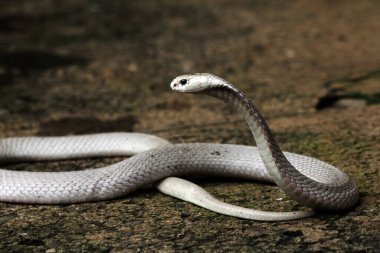 Hayvanat bahçesindeki tehlikeli kobra, kapat.