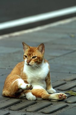 Caddedeki şirin kedi, kapat.