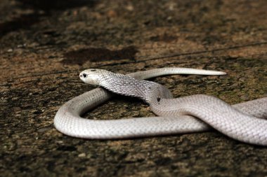 Hayvanat bahçesindeki tehlikeli kobra, kapat.