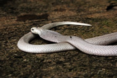 Hayvanat bahçesindeki tehlikeli kobra, kapat.