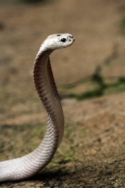 Hayvanat bahçesindeki tehlikeli kobra, kapat.