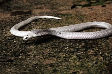 Hayvanat bahçesindeki tehlikeli kobra, kapat.