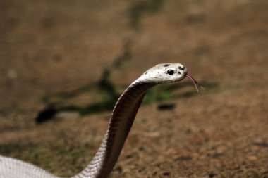 Hayvanat bahçesindeki tehlikeli kobra, kapat.