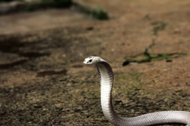 Hayvanat bahçesindeki tehlikeli kobra, kapat.