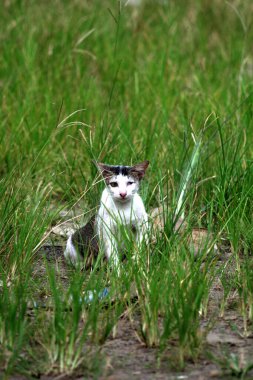 Parktaki çimenlikteki sevimli kedi 