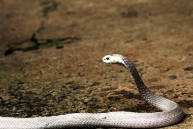 Hayvanat bahçesindeki tehlikeli kobra, kapat.