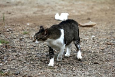 Caddedeki şirin kedi, kapat.