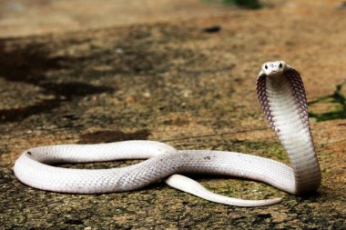 Hayvanat bahçesindeki tehlikeli kobra, kapat.