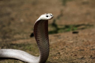 Hayvanat bahçesindeki tehlikeli kobra, kapat.