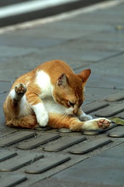 Şirin kedi sokakta kendini tımar ediyor.