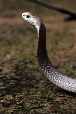 Hayvanat bahçesindeki tehlikeli kobra, kapat.