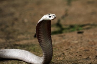 Hayvanat bahçesindeki tehlikeli kobra, kapat.