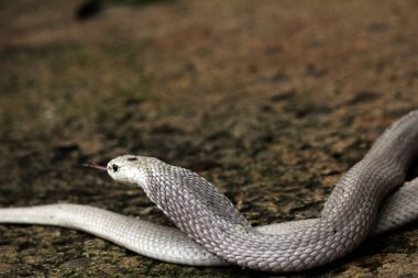 Hayvanat bahçesindeki tehlikeli kobra, kapat.