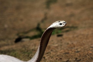 Hayvanat bahçesindeki tehlikeli kobra, kapat.
