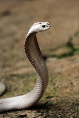 Hayvanat bahçesindeki tehlikeli kobra, kapat.