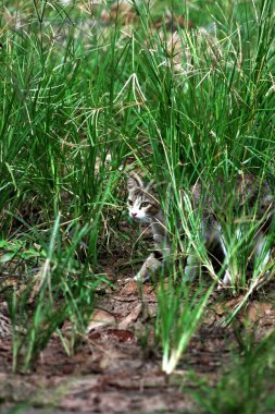 Parktaki çimenlikteki sevimli kedi 