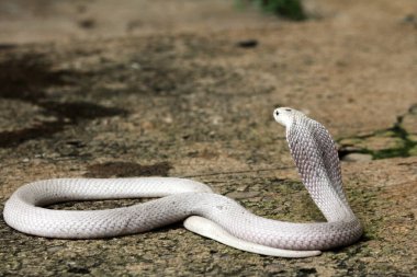 Hayvanat bahçesindeki tehlikeli kobra, kapat.