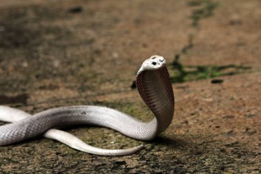 Hayvanat bahçesindeki tehlikeli kobra, kapat.