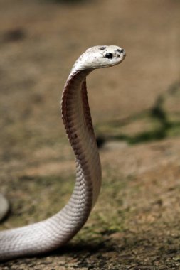 Hayvanat bahçesindeki tehlikeli kobra, kapat.