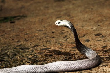 Hayvanat bahçesindeki tehlikeli kobra, kapat.