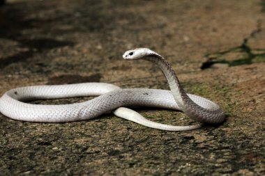 Hayvanat bahçesindeki tehlikeli kobra, kapat.