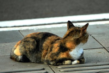 Caddedeki şirin kedi, kapat.