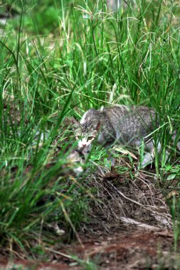 Parktaki çimenlikteki sevimli kedi 