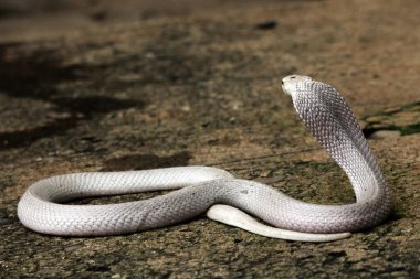 Hayvanat bahçesindeki tehlikeli kobra, kapat.