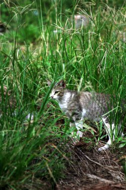 Parktaki çimenlikteki sevimli kedi 