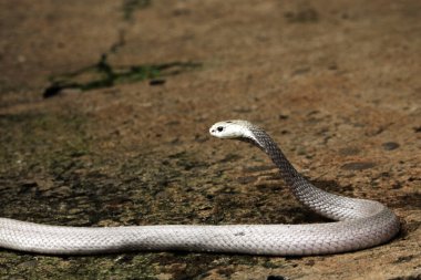 Hayvanat bahçesindeki tehlikeli kobra, kapat.