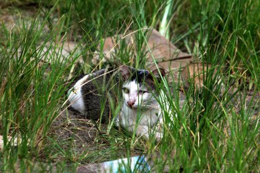 Parktaki çimenlikteki sevimli kedi 