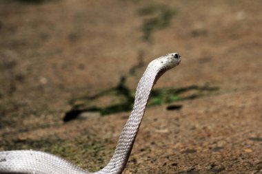 Hayvanat bahçesindeki tehlikeli kobra, kapat.