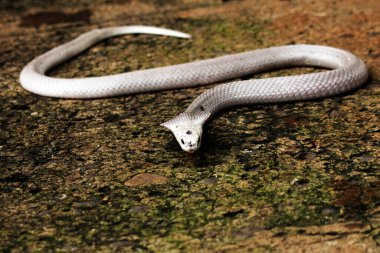 Hayvanat bahçesindeki tehlikeli kobra, kapat.