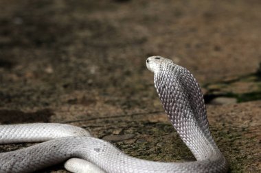 Hayvanat bahçesindeki tehlikeli kobra, kapat.