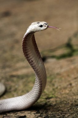Hayvanat bahçesindeki tehlikeli kobra, kapat.