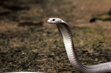 Hayvanat bahçesindeki tehlikeli kobra, kapat.